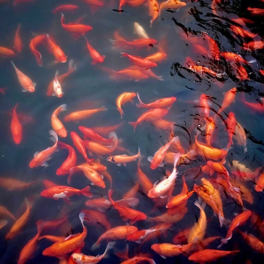 Edogawa Goldfish Festival
