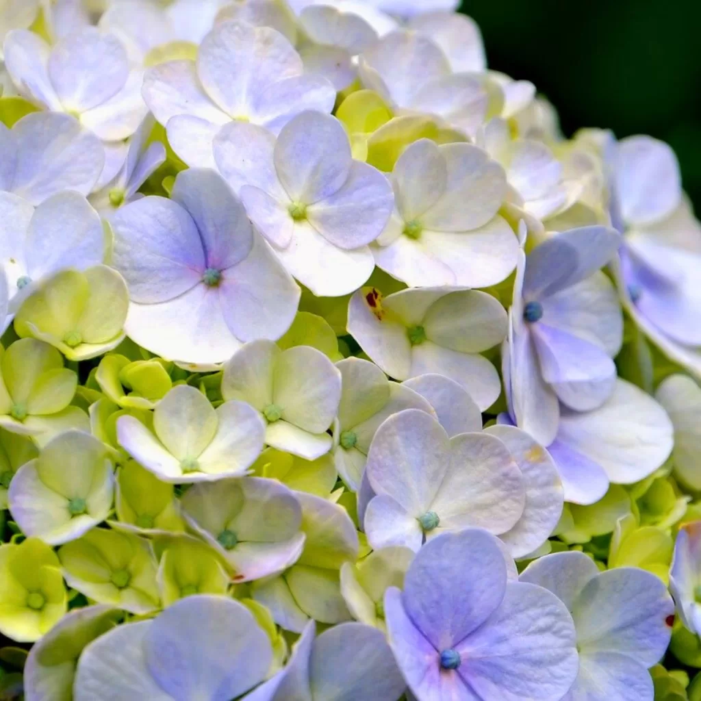 Hydrangea Festival