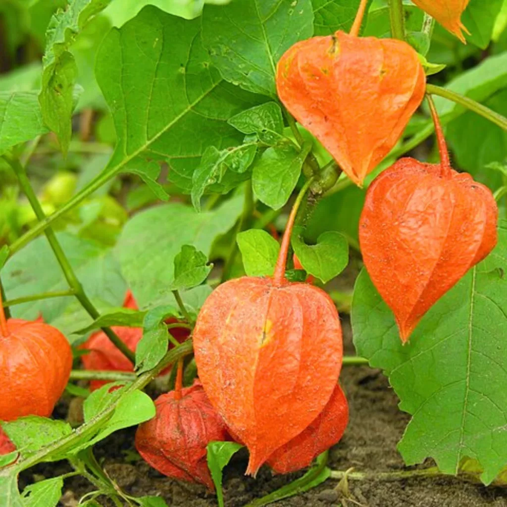 Japanese Lantern Plant Fair (Hozuki-Ichi)