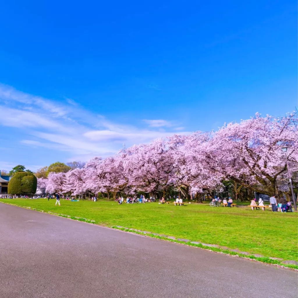 Koganei Cherry Blossom Festival