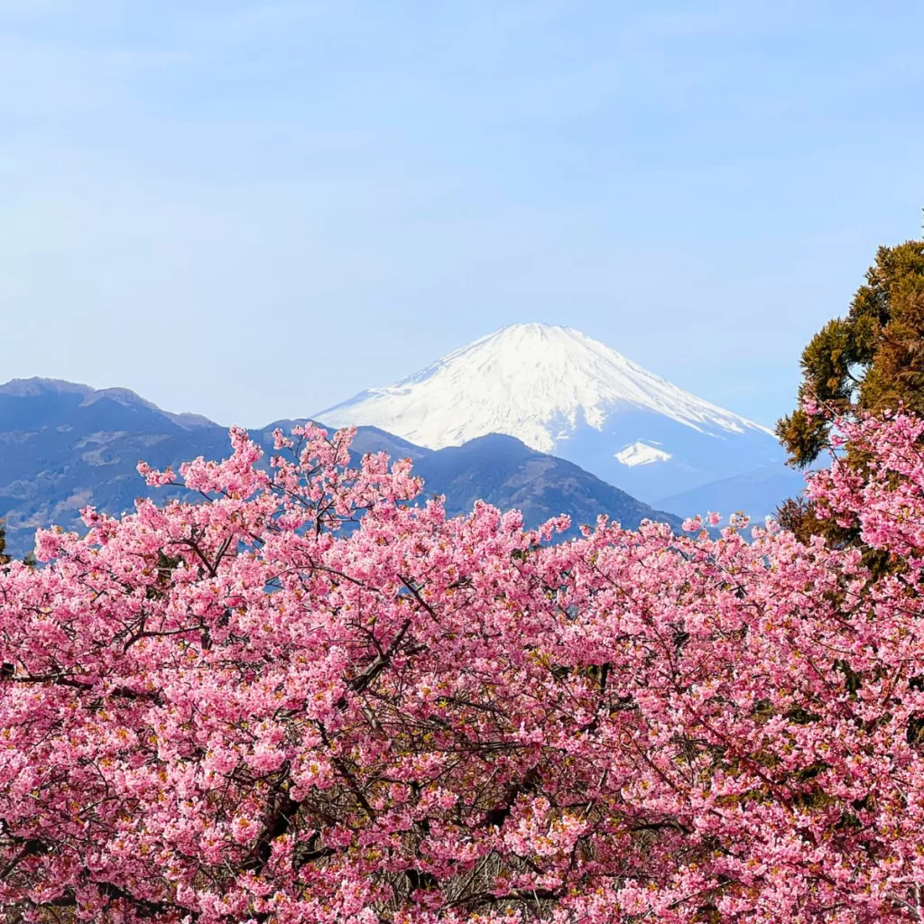 Matsuda Cherry Blossom Festival