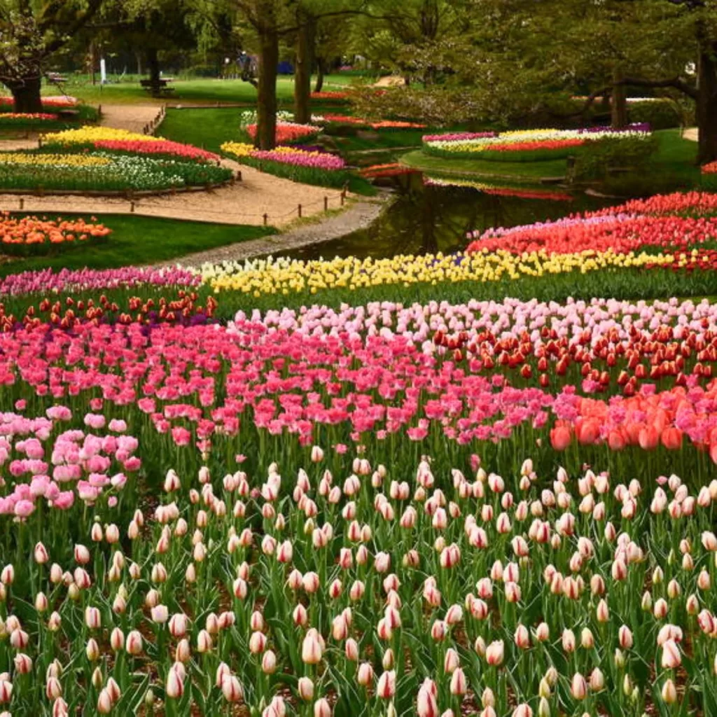 Spring Flowers at Showa Kinen Park