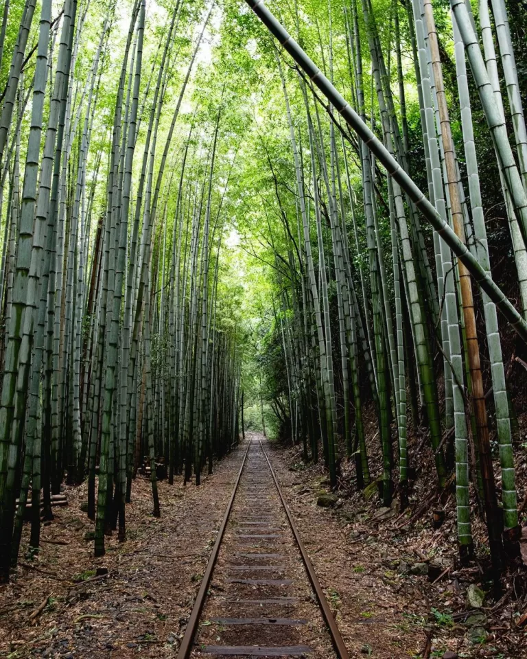 Discover the Bamboo Forest Hidden in Japan’s Taikyuji Station Ruins