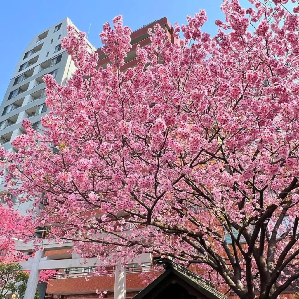 Cherry Blossoms in Springtime