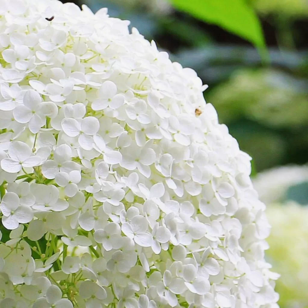 Wonderful Nature Village Hydrangea Festival