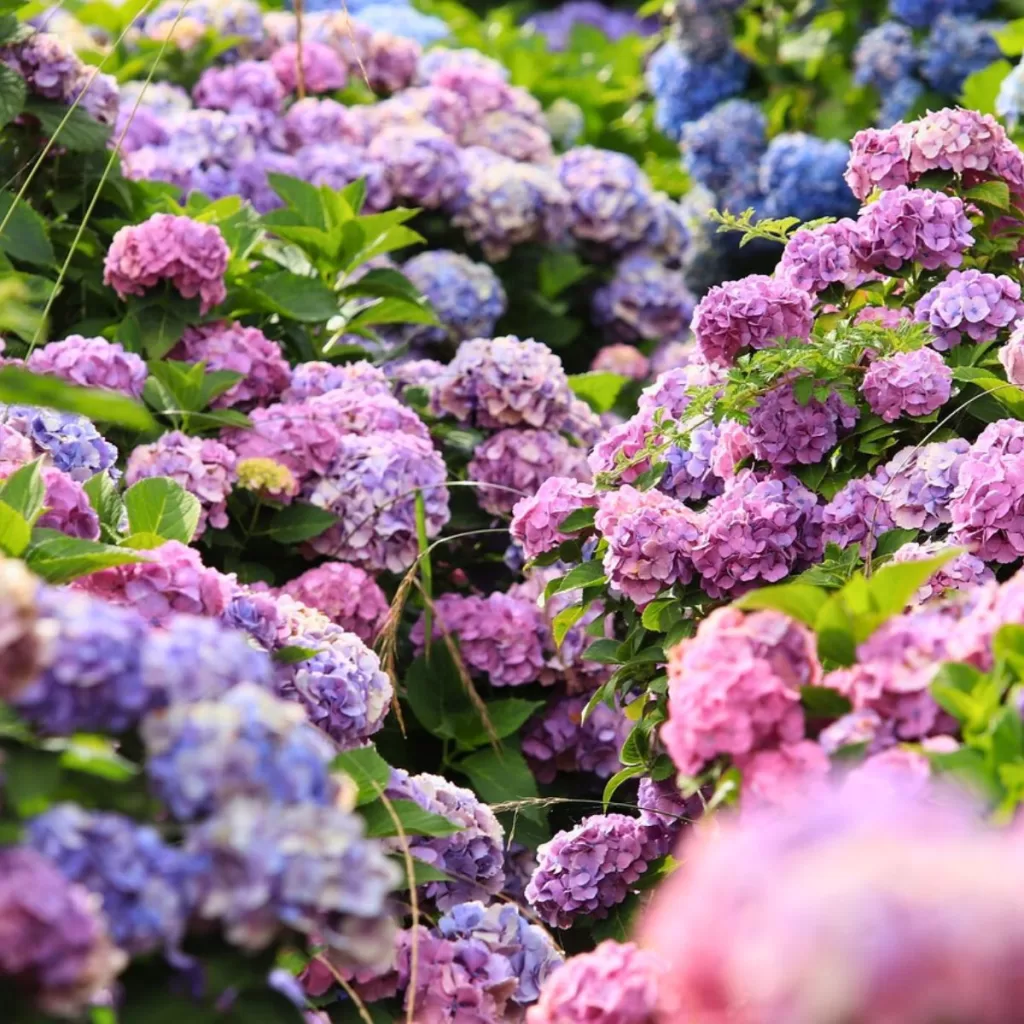 Wonderful Nature Village Hydrangea Festival