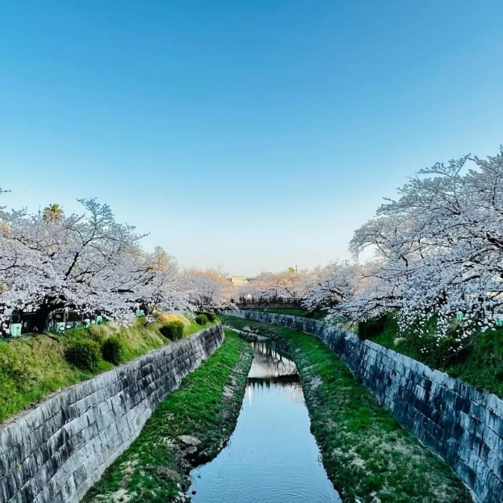Yamazakigawa Cherry Blossoms