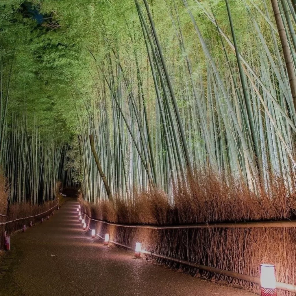 Arashiyama Bamboo Grove