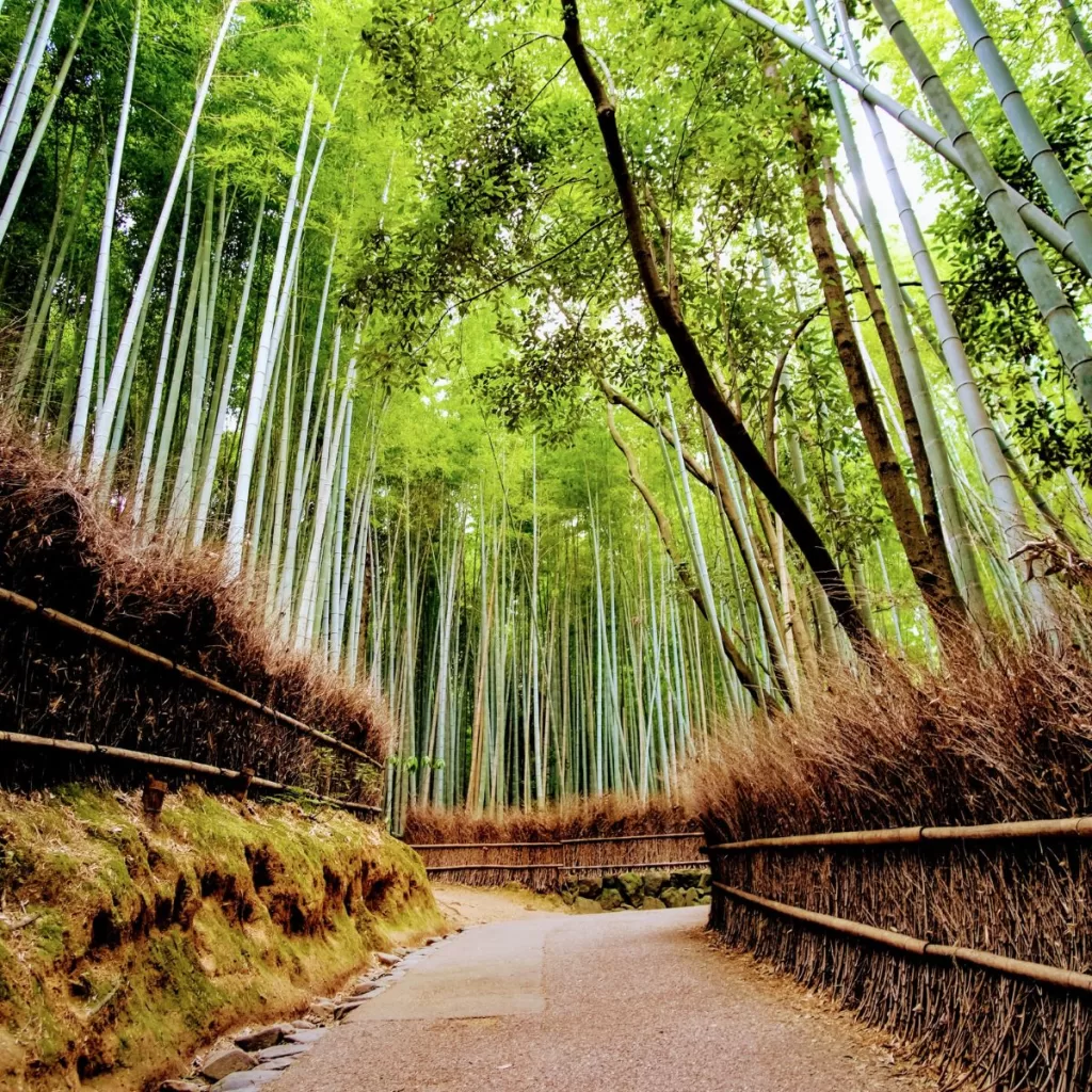 Arashiyama Bamboo Grove