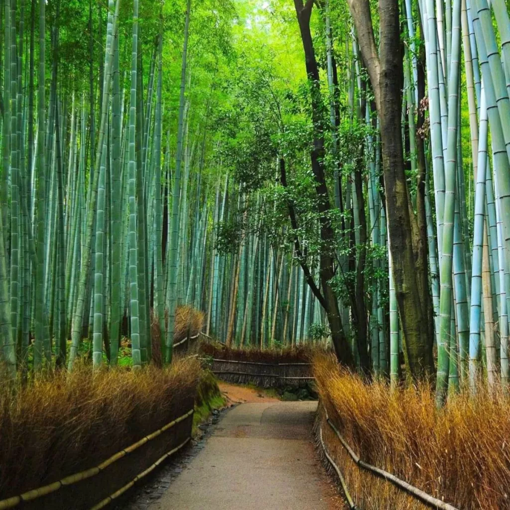 Arashiyama Bamboo Grove