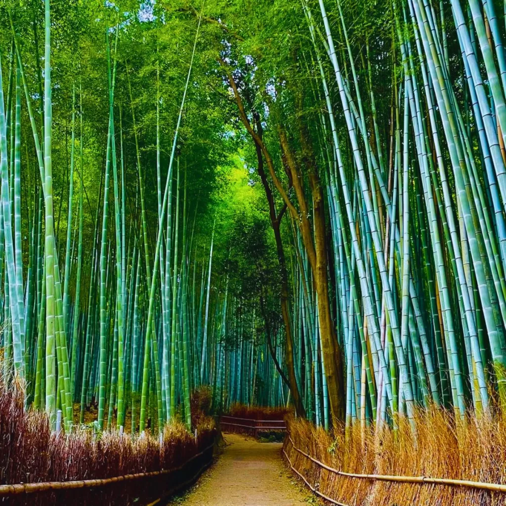 Best Day Trips from Kyoto