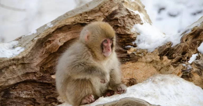 13 Best Places to Spot Snow Monkeys in Japan