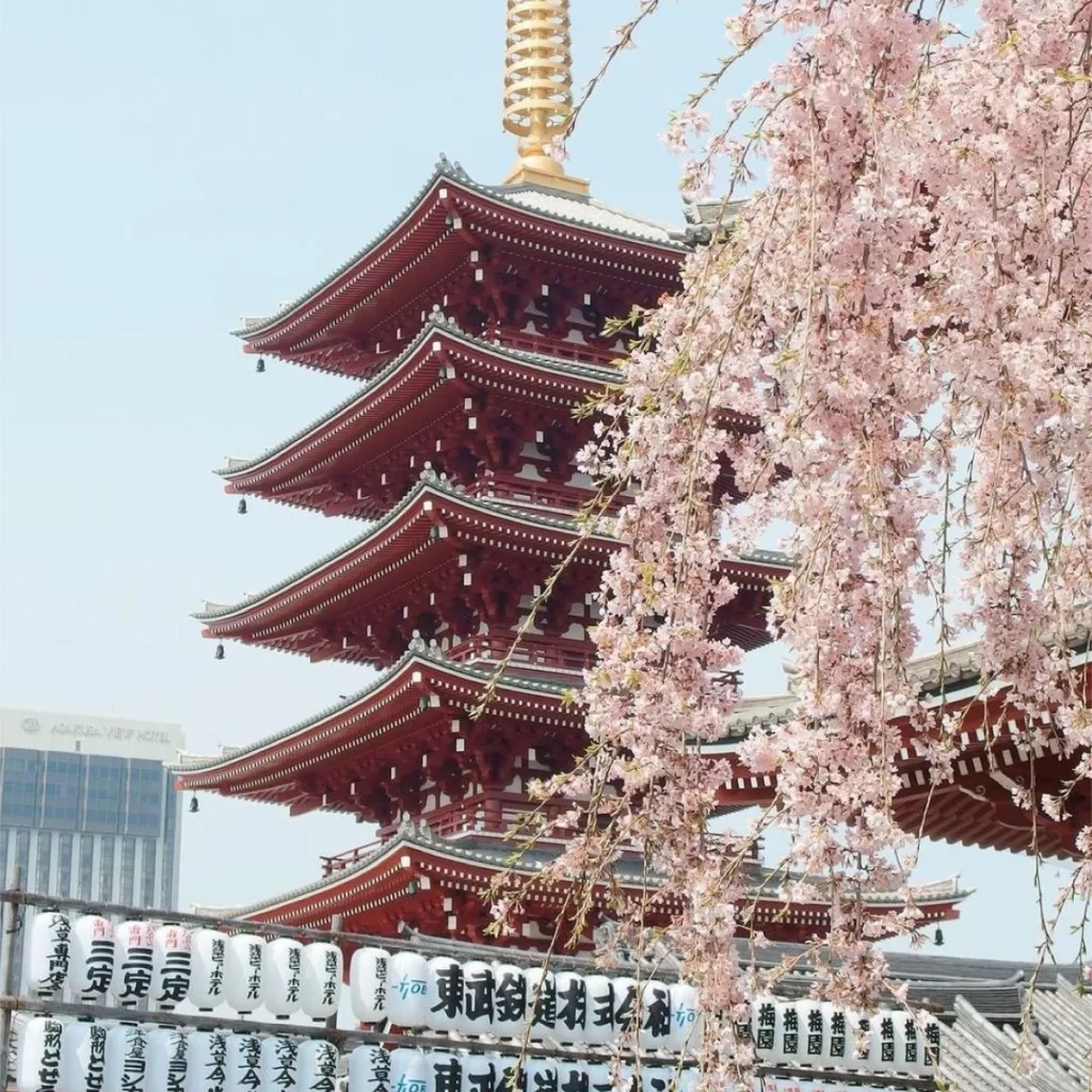 Cherry Blossom Festivals