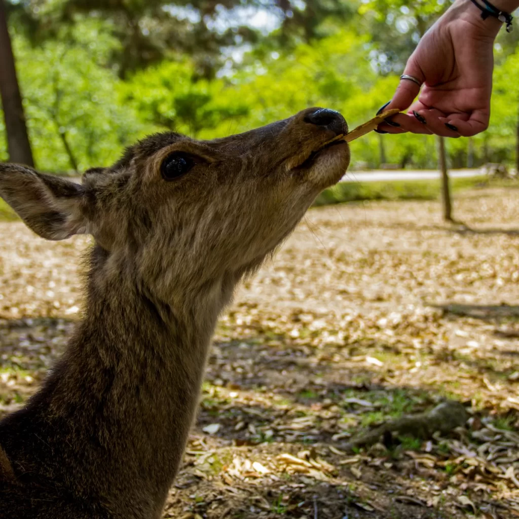 Deer in Nara park