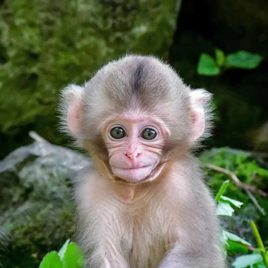 Jigokudani Monkey Park