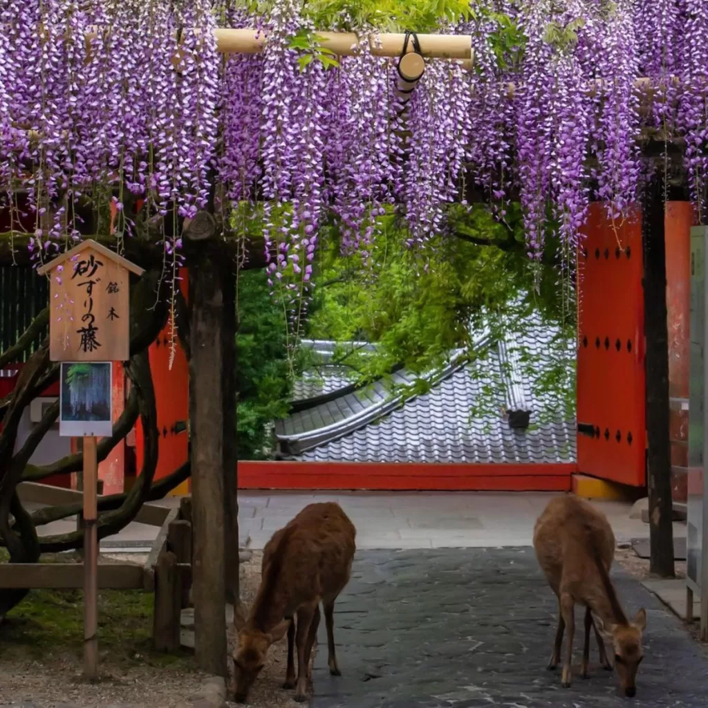 Kasuga Taisha