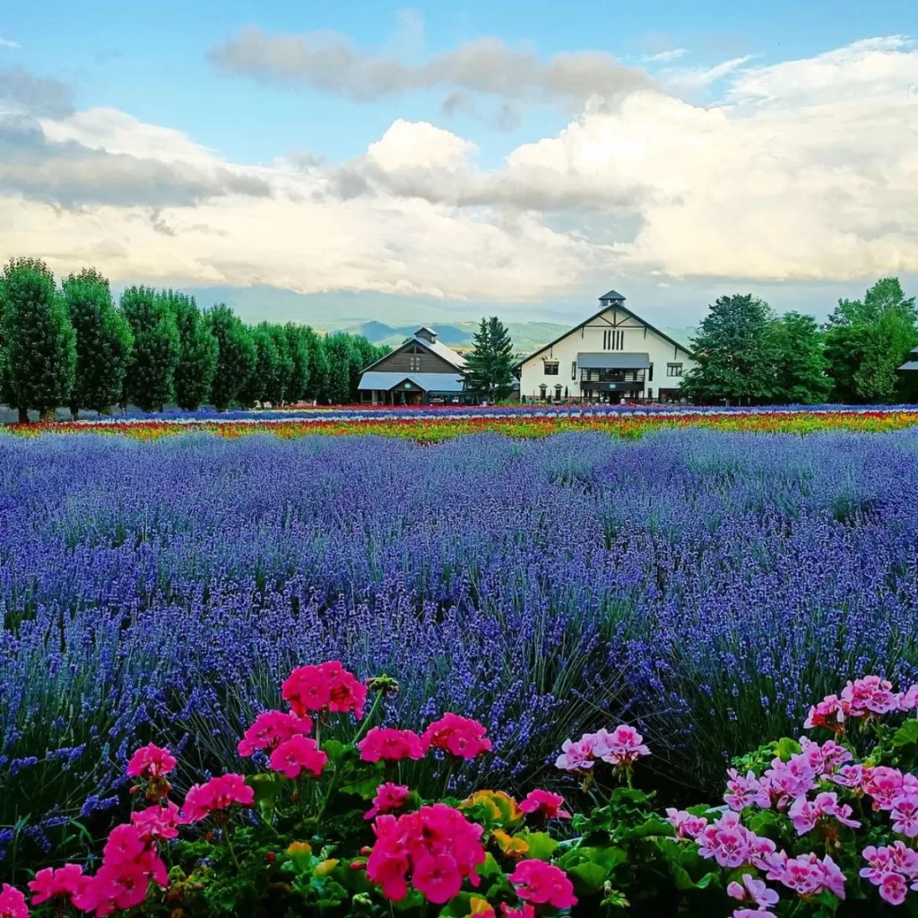 Lavender Fields Furano