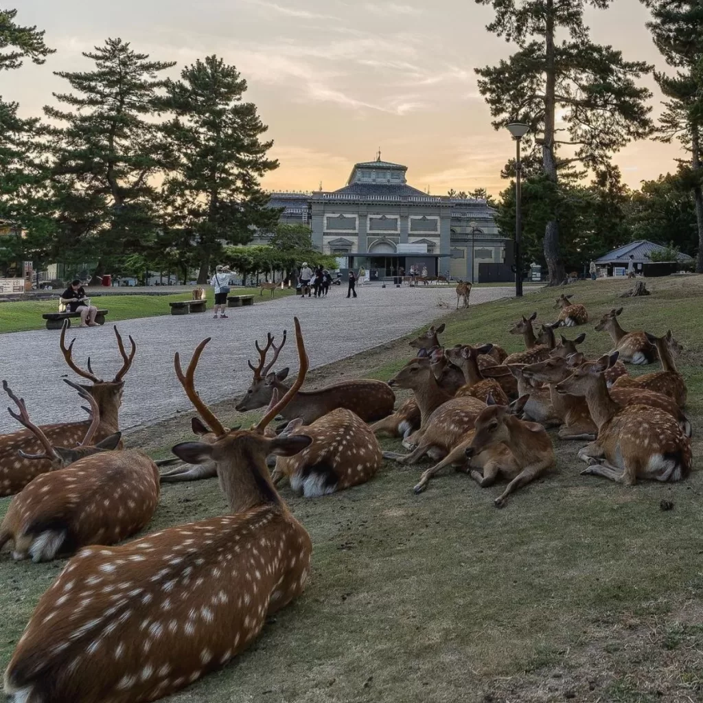 Nara Park