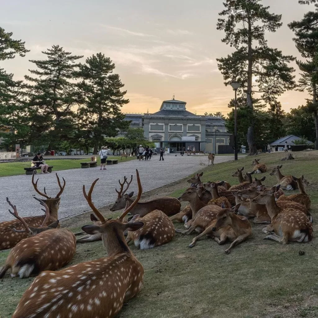 Nara Park