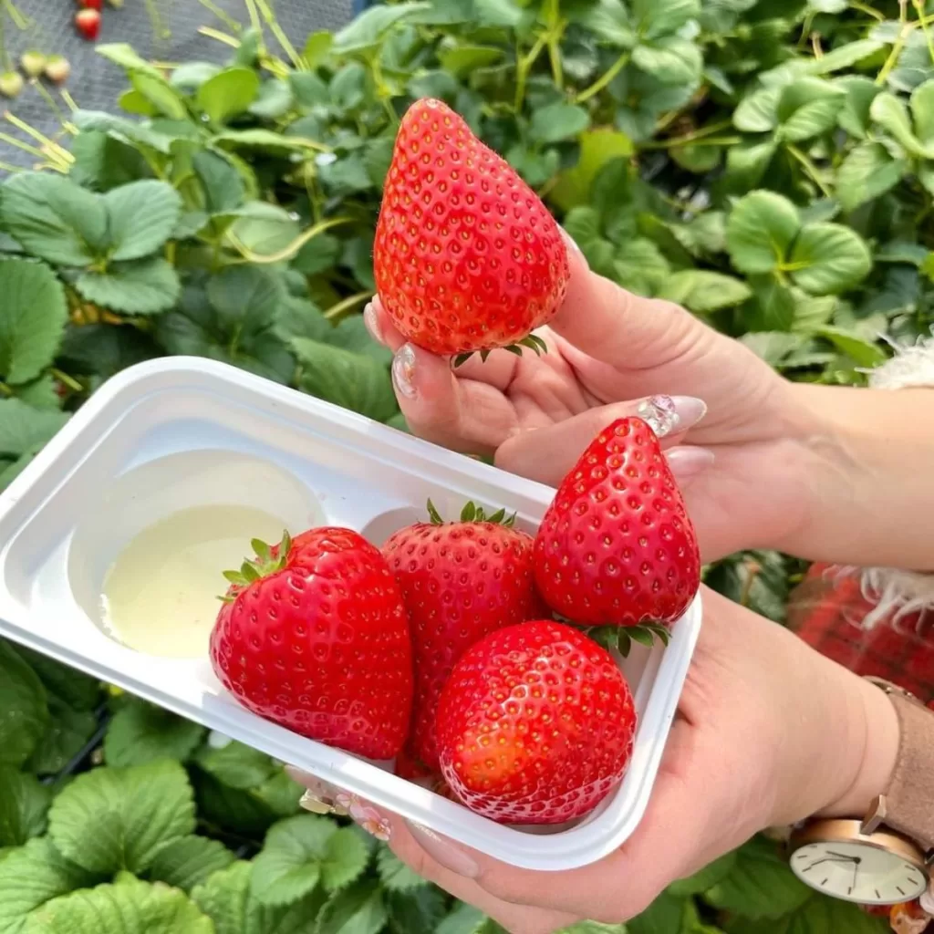 Strawberry Picking