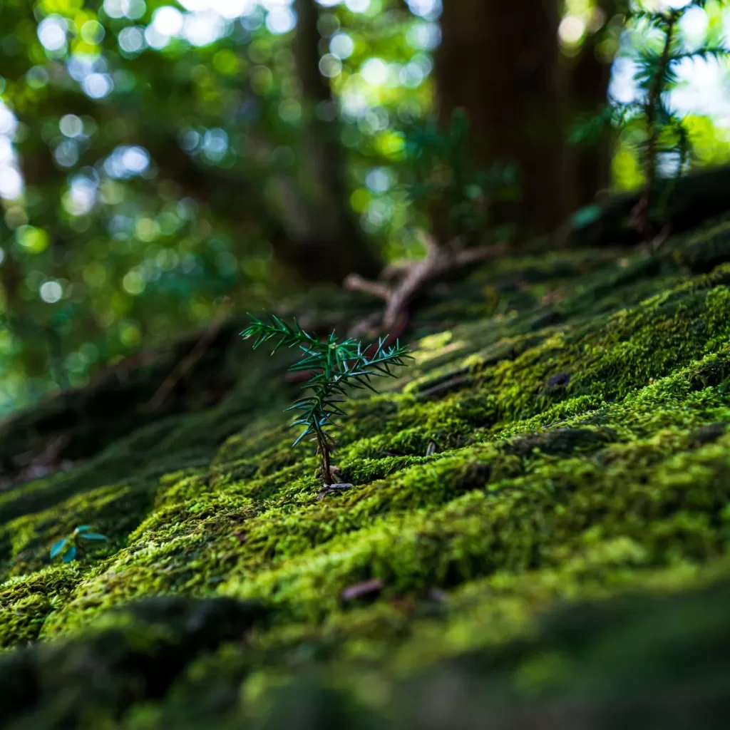 Yakushima