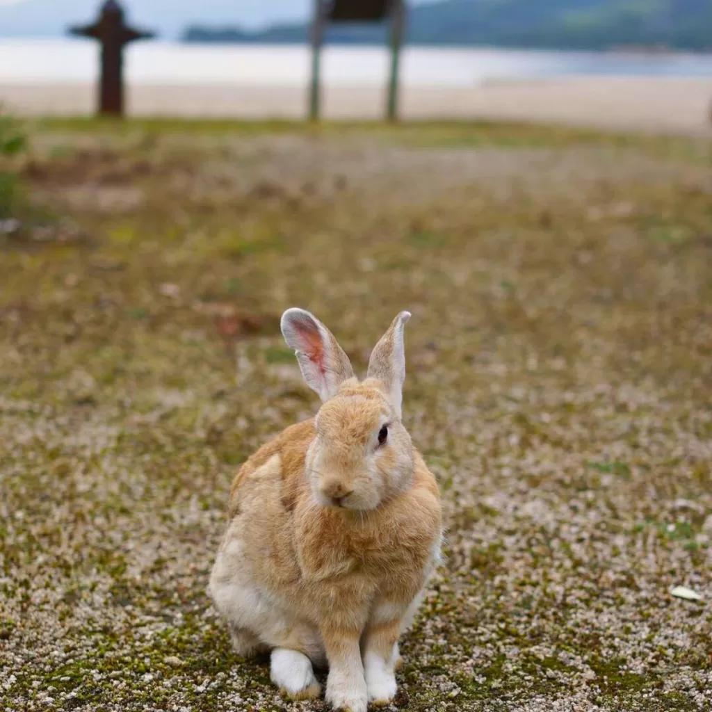 best things to do in hiroshima
