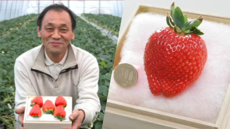 The Legendary $500 Bijin-Hime Strawberry of Japan